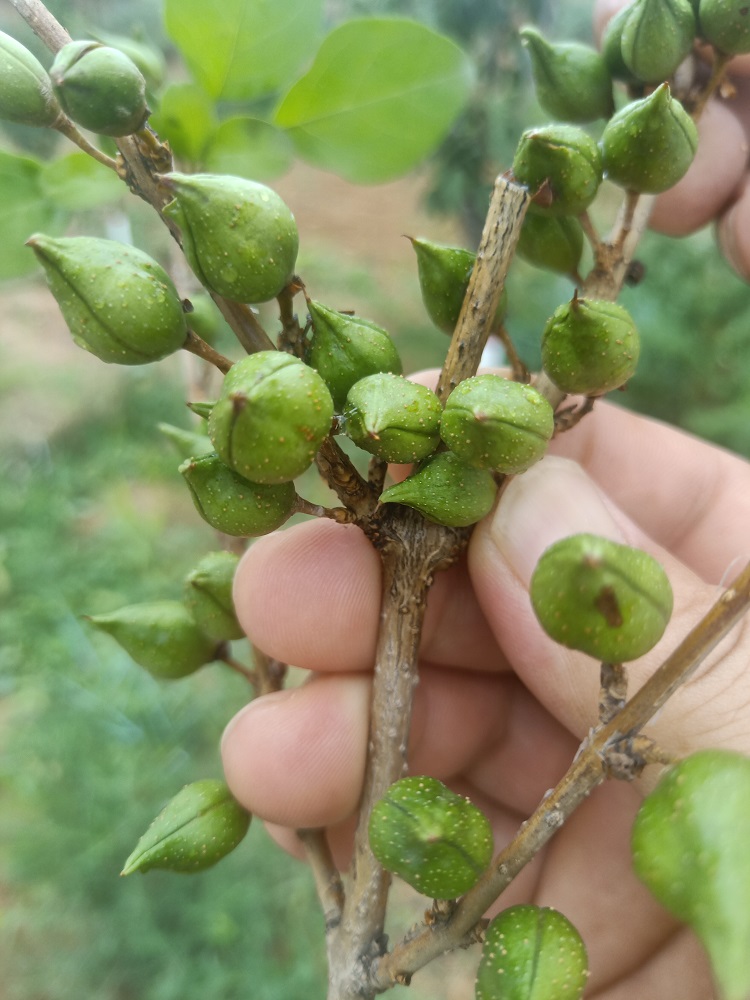 高产药用连翘苗基地-两年药用连翘