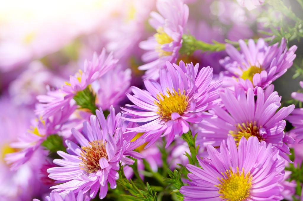 走进这个行业，紫苑批发价格 紫苑种植基地出售-青州市沐辉园艺有限公司
