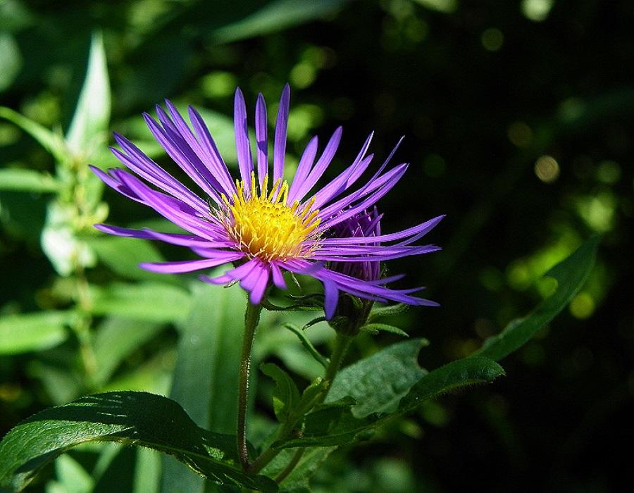 走进这个行业，紫苑批发价格 紫苑种植基地出售-青州市沐辉园艺有限公司