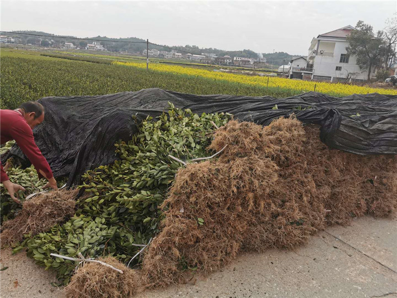 湖北二年生裸根茶树苗种植基地出售批发价格