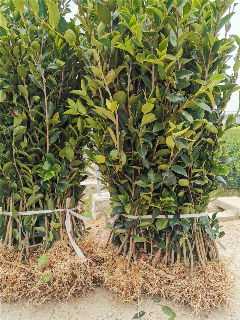 湖北二年生裸根茶树苗种植基地出售批发价格
