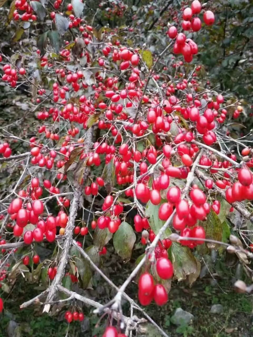 河南山茱萸基地批发、多少钱一棵、产地直供【西峡县幸林种苗合作社】