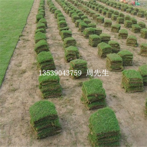 广东草坪出售 马尼拉草价格