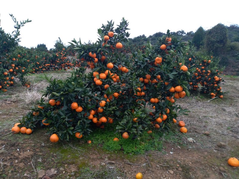 广西由良柑橘果苗现货，由良柑橘果苗种植，由良柑橘果苗基地报价