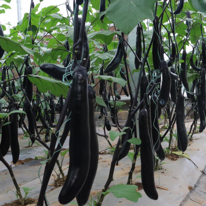 长茄茄子种子种籽黑紫色特长超长特早熟高产