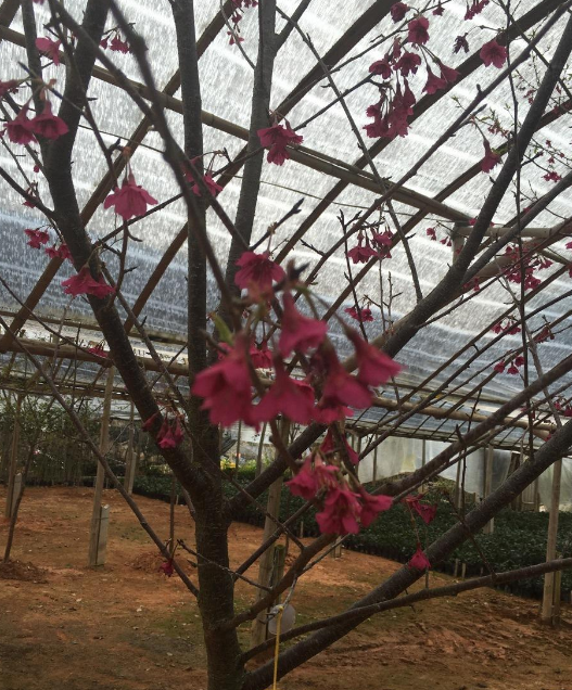 青岛市红菲乙樱花厂家