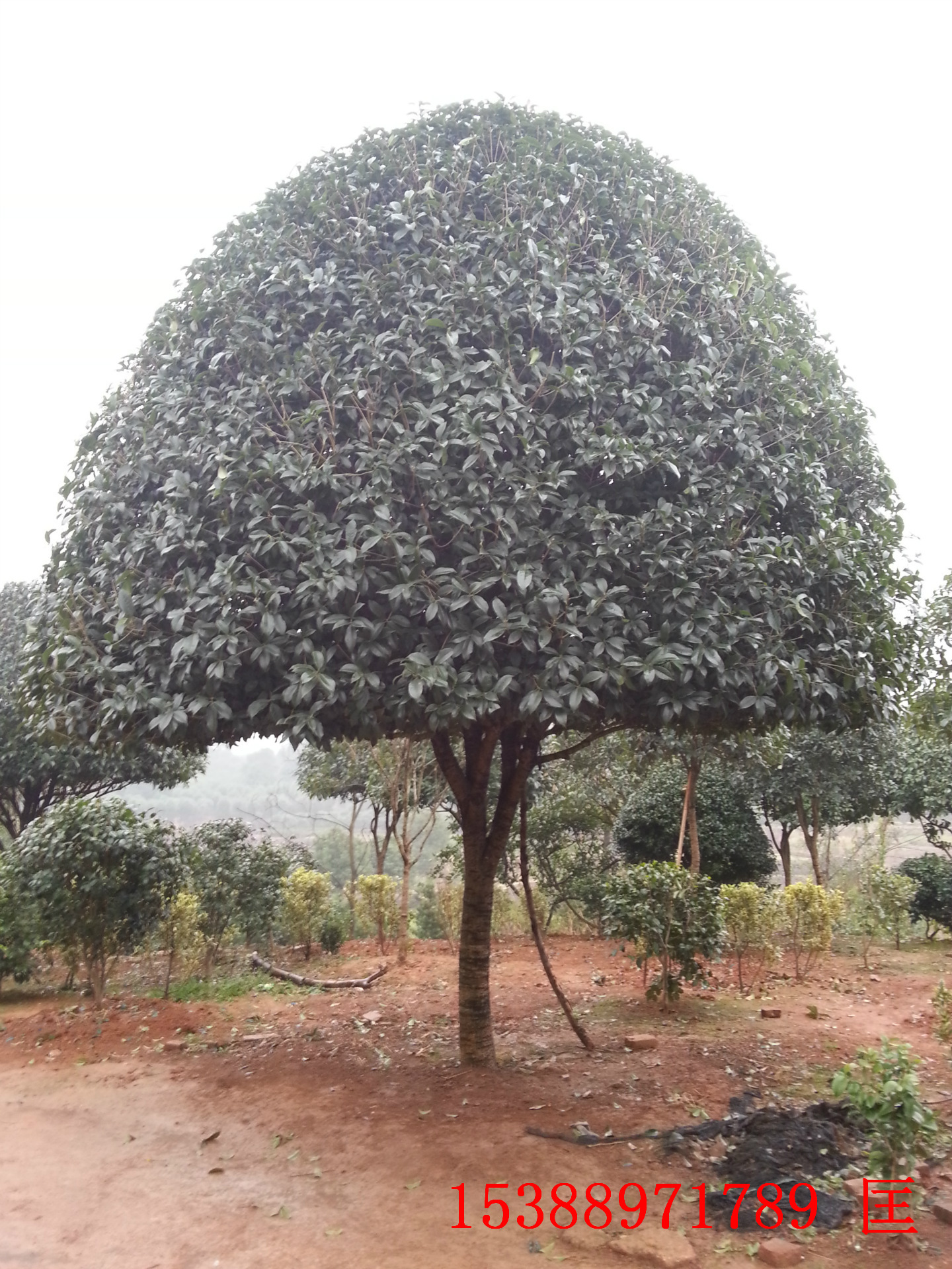 湖北桂花树种植基地_大量供应_价格_供应【浏阳市柏加镇佳智苗圃-销售部】