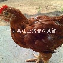 泰安市九斤红公鸡苗厂家