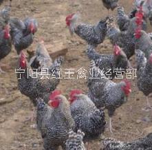 泰安市芦花鸡厂家吉林芦花鸡常年供应养殖场批发多少钱一只