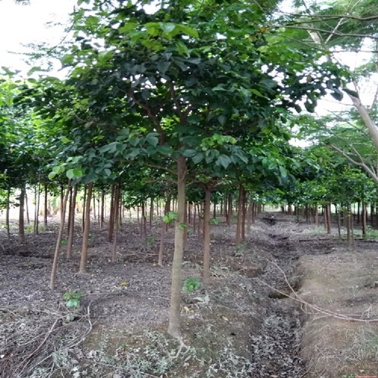 秋枫树苗批发米径20-25移植苗花农自有苗木大量批发大量批发秋枫袋苗供应