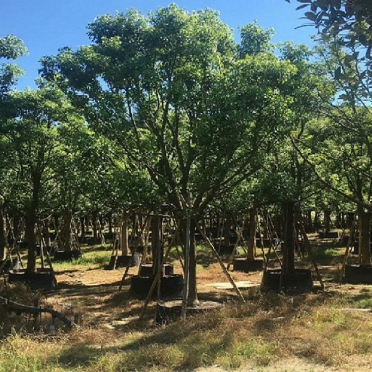 香樟树批发产地直供规格齐全香樟多头移植苗袋苗大量直供