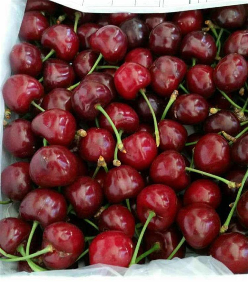 山东大量批发意大利早红樱桃苗基地 新品种矮化樱桃树苗价格