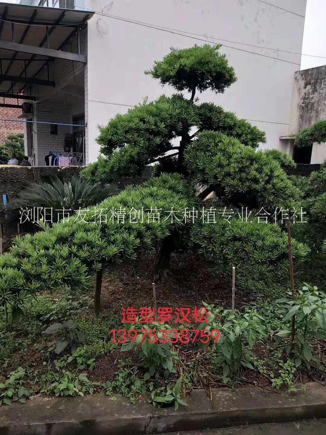 福建造型罗汉松种植基地、批发、多少钱【浏阳市友拓精创苗木种植专业合作社】