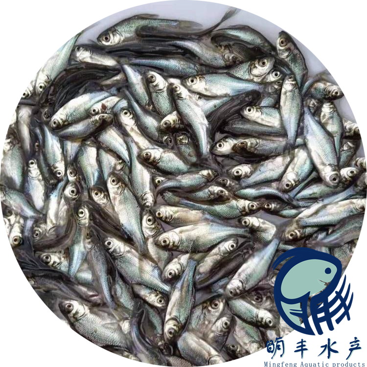 高州花白鲢鱼苗品质可靠-绿色生态养殖场供应-水车直达鱼塘【广州明丰水产有限公司】