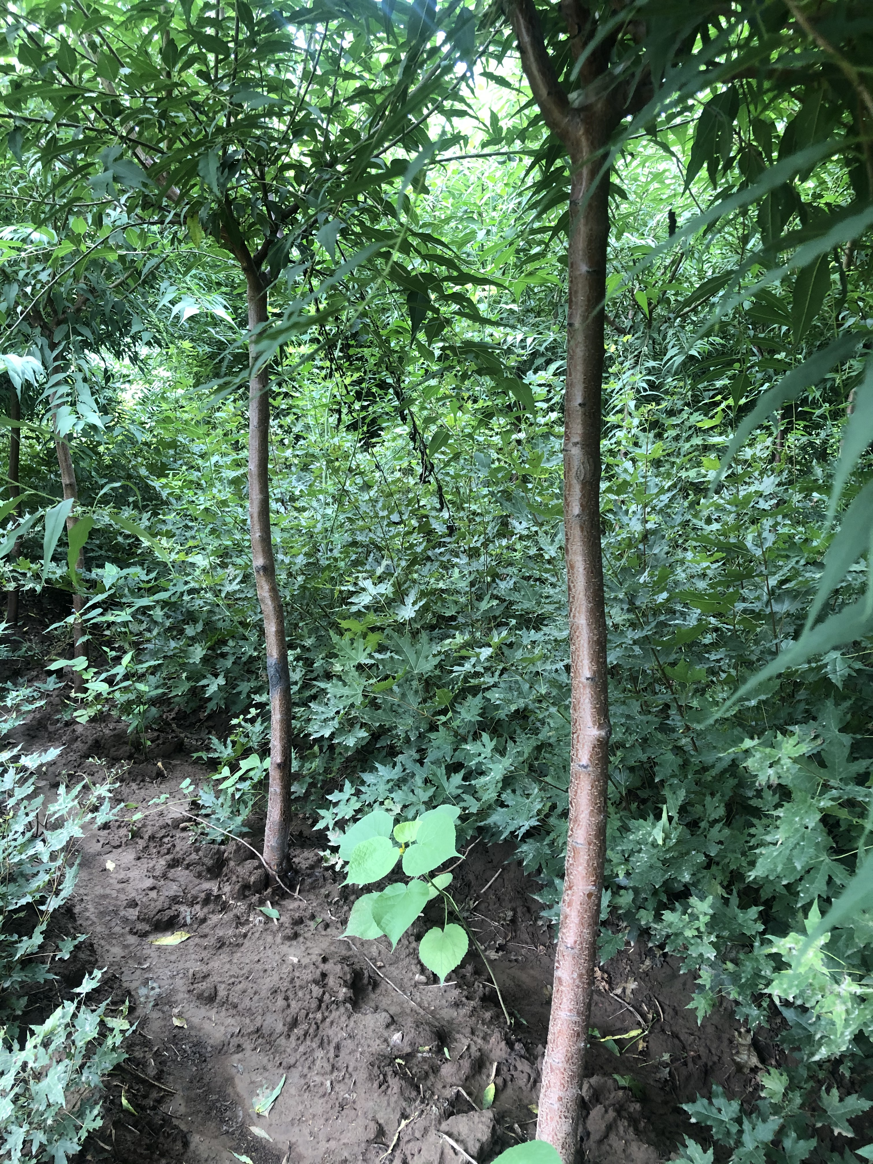 供应山桃树3-5公分基地大量批发/乡村绿化树种大量