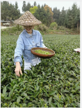 周宁白茶、福建茶叶、红茶好还是绿茶好、茶叶厂家批发
