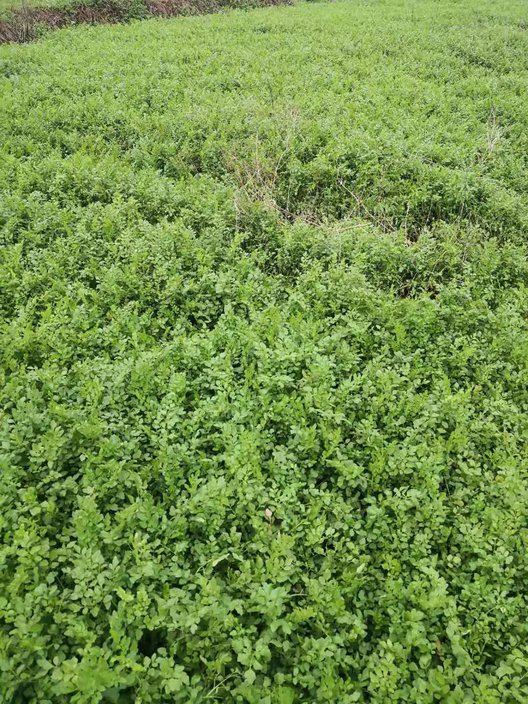 野水芹菜-批发-供应商-哪家好-电话 野水芹菜