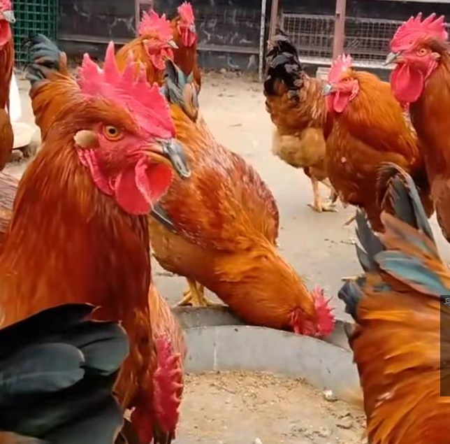 新疆红玉公鸡供应商批发出售价格优惠