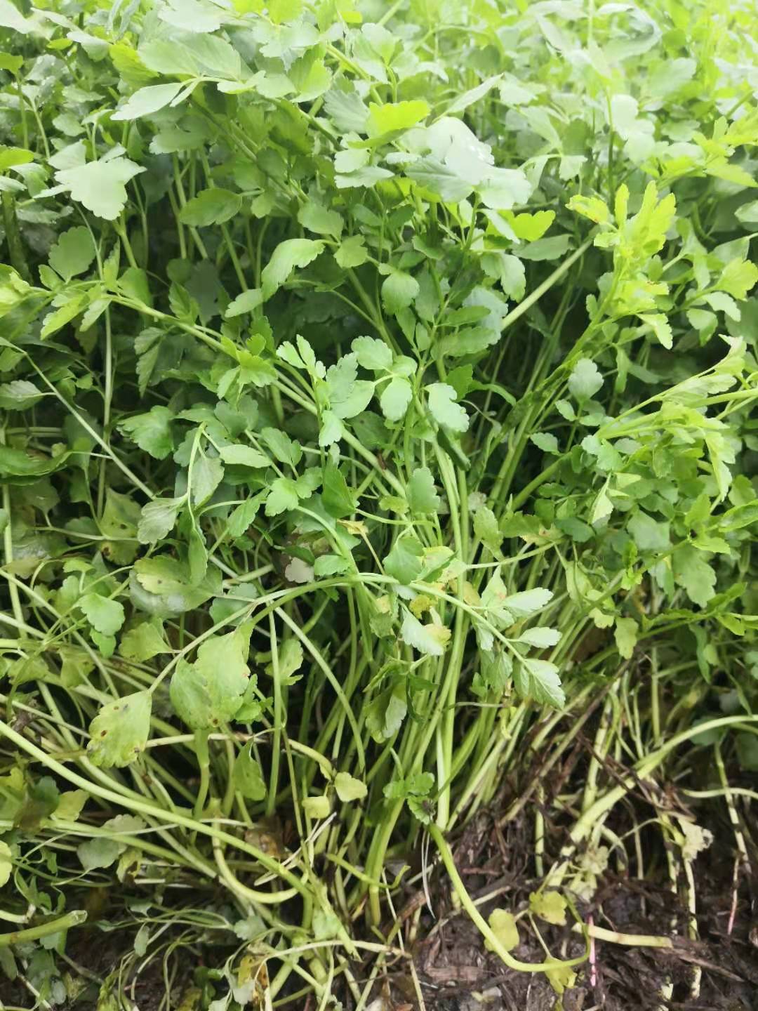 野水芹菜-批发-供应商-哪家好-电话 野水芹菜