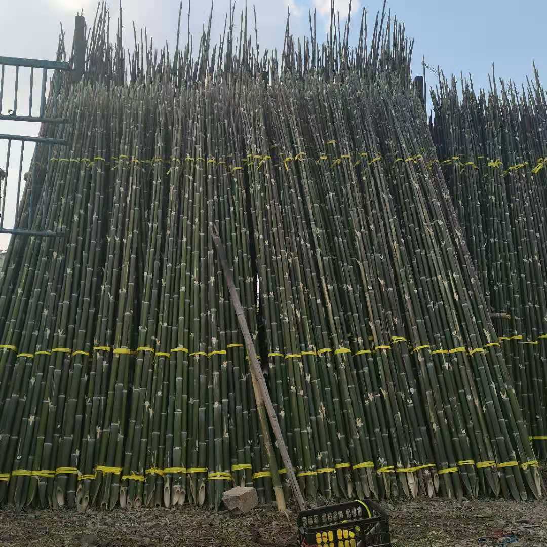 4米园林绿化树木支撑用竹竿果树木爬藤搭架 竹竿 竹秆