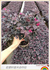长沙市红花檵木杯苗价格厂家