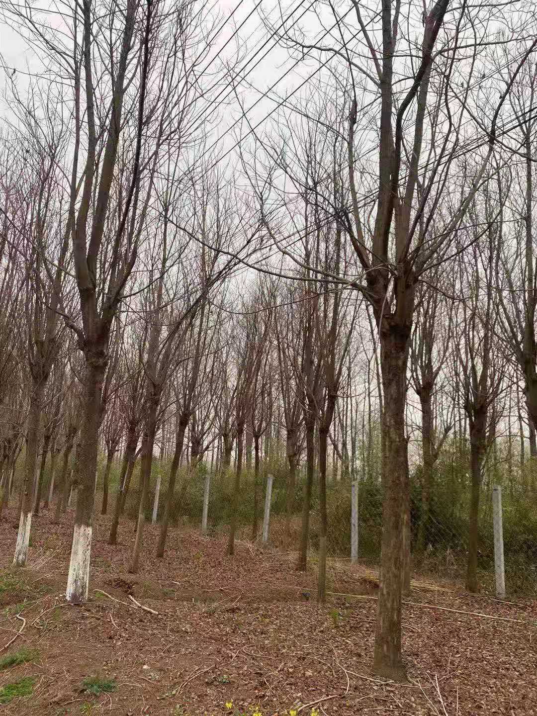 桂荣园林基地12-25公分重阳木批发图片
