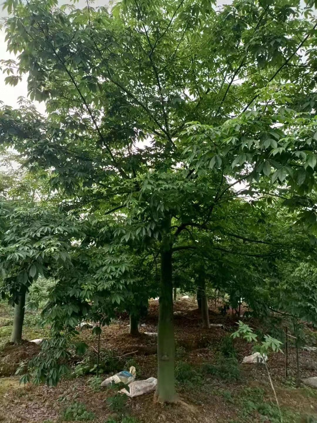 大腹木棉广西大腹木棉苗种植基地现货报价多少钱、大腹木棉苗批发价格【柳州绿宝园林绿化工程】