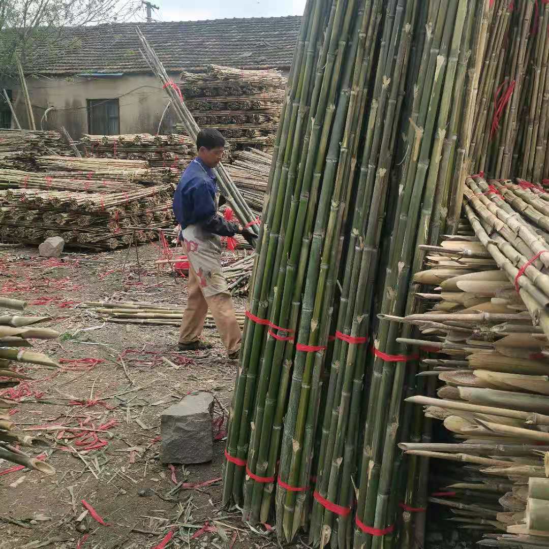 苦竹，种菜用竹子，花果蔬菜爬藤用竹竿 老竹梢 竹尾