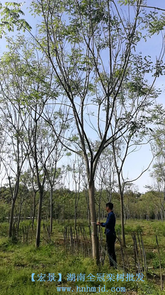 湖南栾树苗圃批发