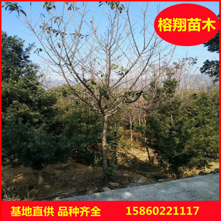 福建山樱花基地批发批发