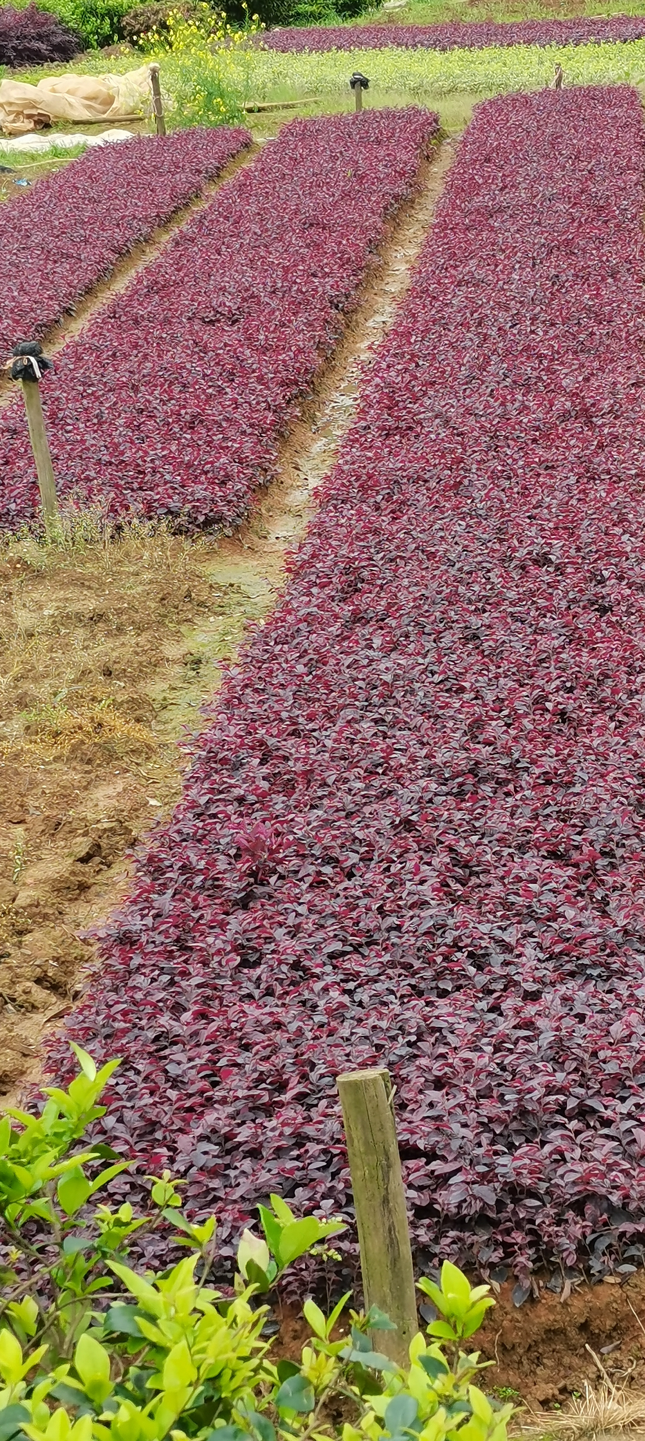上海红花继木地苗种植基地直销批发价格 高存活率