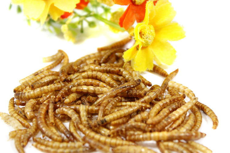 河南亚临界黄粉虫油提取设备 昆虫油及蛋白萃取设备