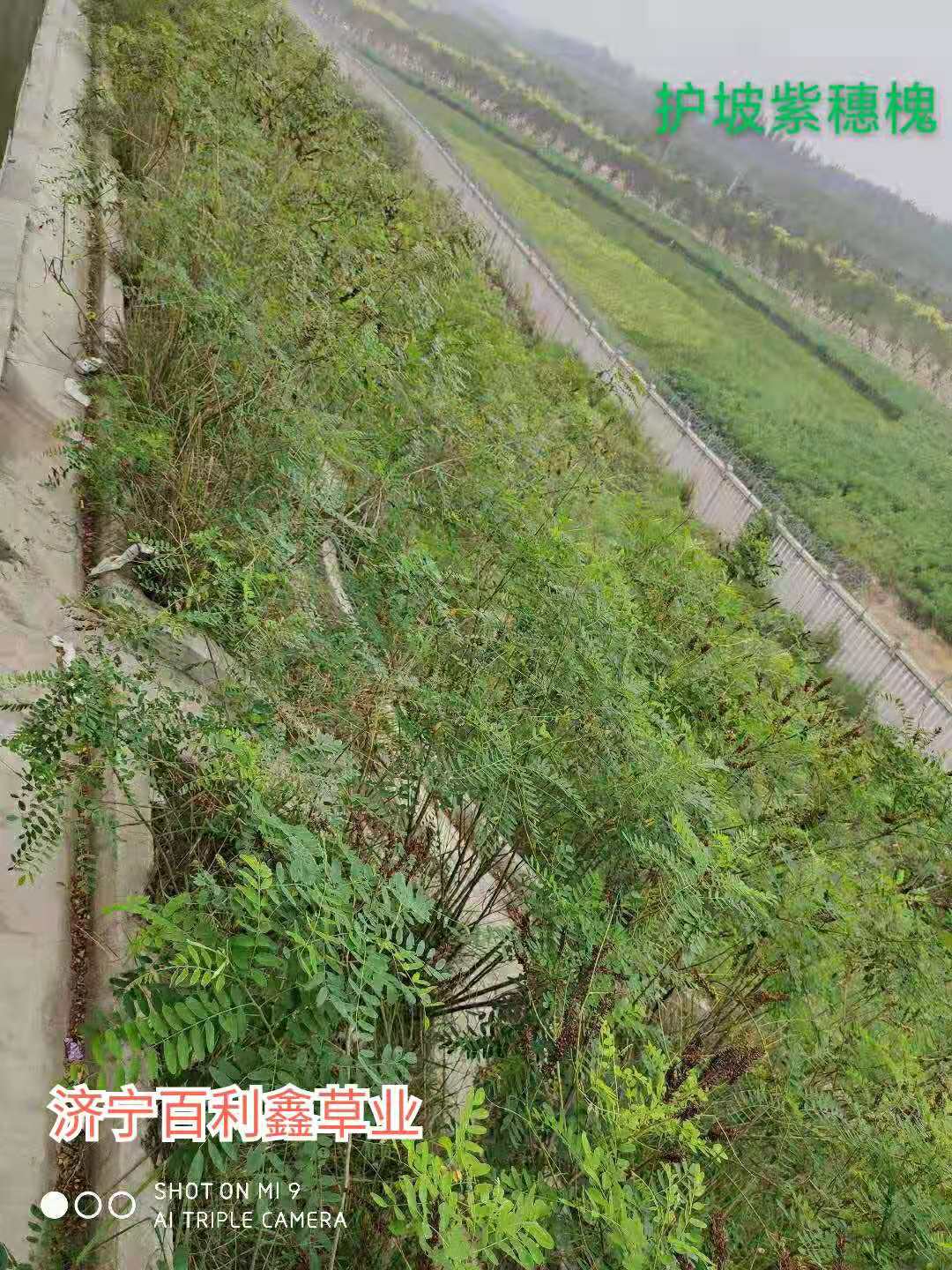 批发边坡绿化灌木种子