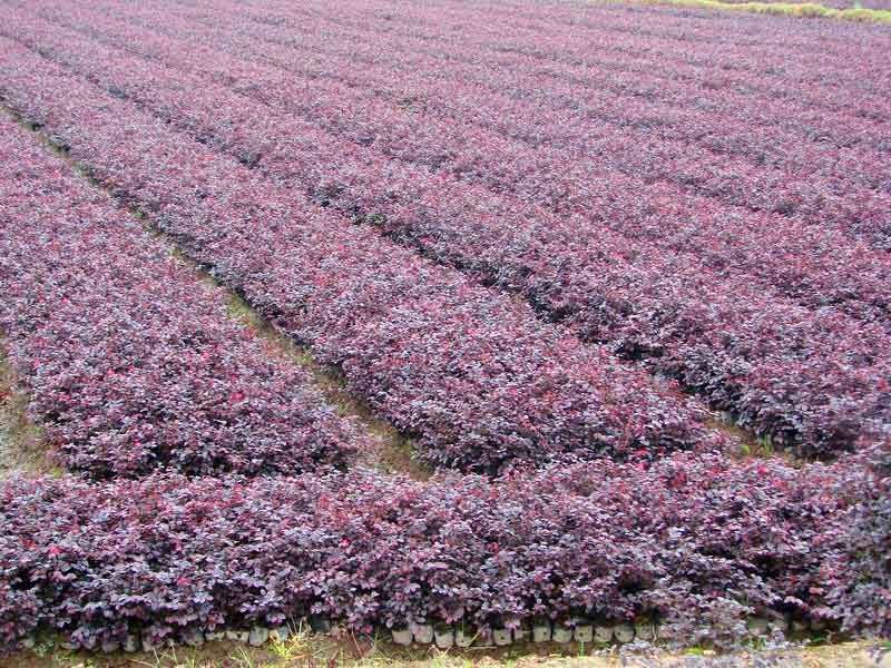 上海红花继木地苗种植基地直销批发价格 高存活率