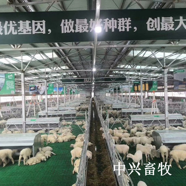 青岛市羊床漏粪板厂家羊粪隔离板 羊卧漏粪板 养羊漏粪板羊床 羊床漏粪板