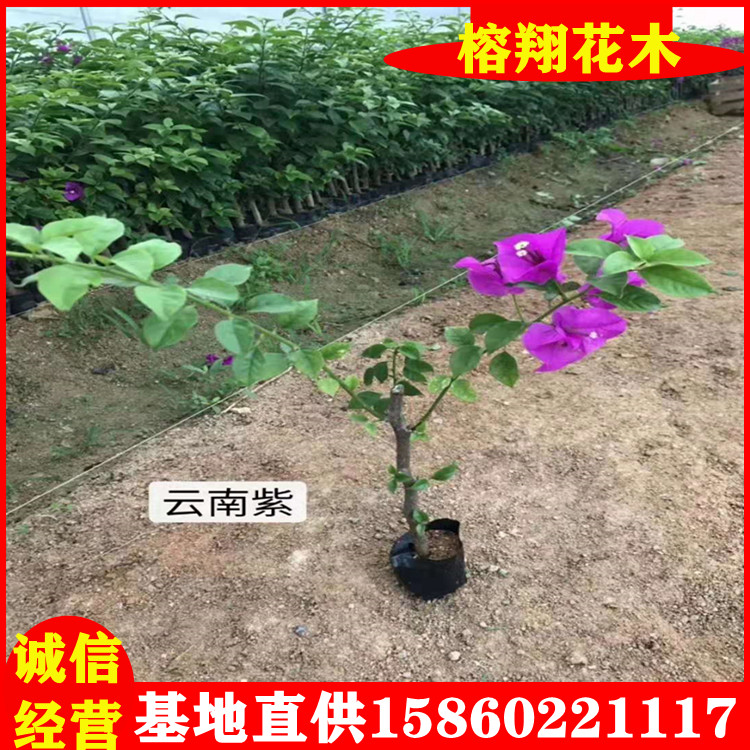 三角梅小苗三角梅小苗福建三角梅袋苗多色混批基地