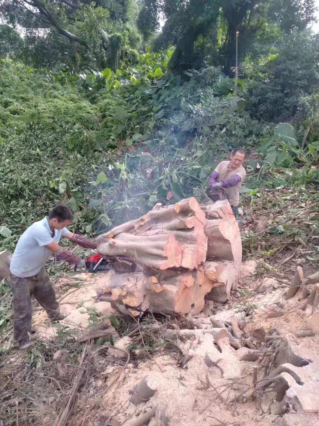 广州砍伐树木 树叶绿化工程队伍价格    广州树叶绿化电话