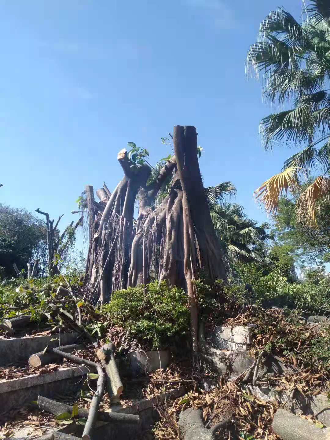东莞南城砍树修树伐树树叶清运工程队伍电话  东莞砍树价格