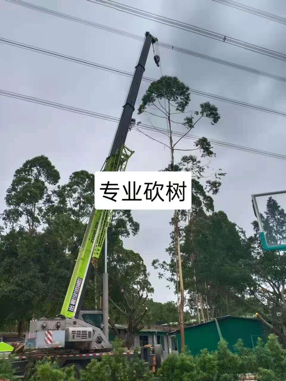 广州南城砍树修树伐树树叶清运工程队伍电话  广州砍树价格