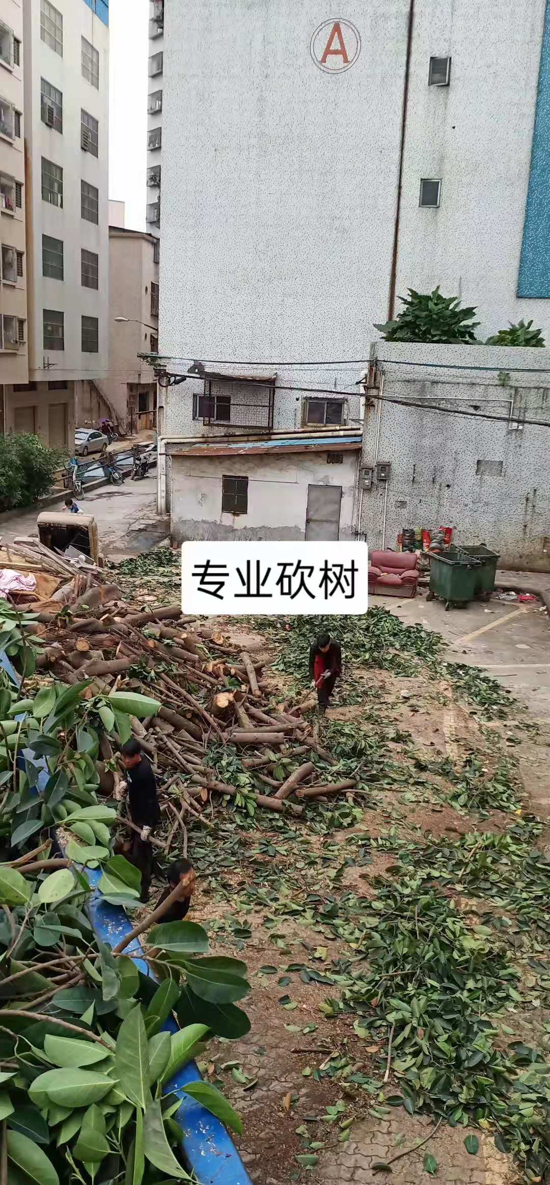 广州树木修剪工程队伍价格   广州树木修剪电话