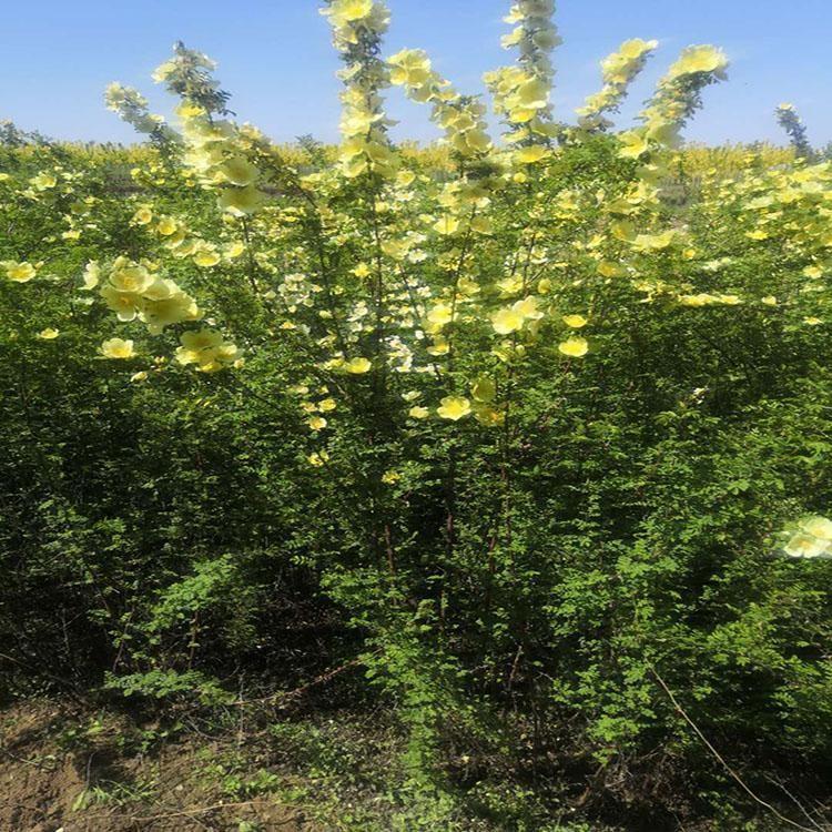 黄刺梅保定黄刺梅种植基地-供应-多少钱