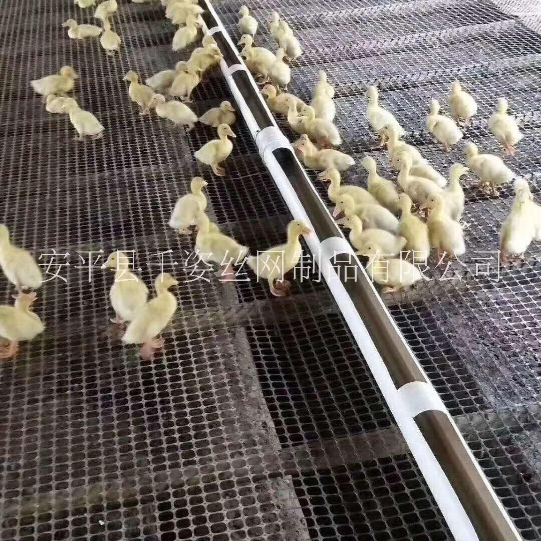 衡水市养鸡网厂家