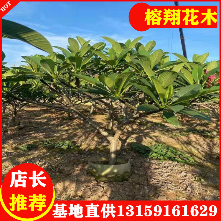 鸡蛋花树苗基地批发8-15公分地苗 450起铁红色花 鸡蛋花树苗批发