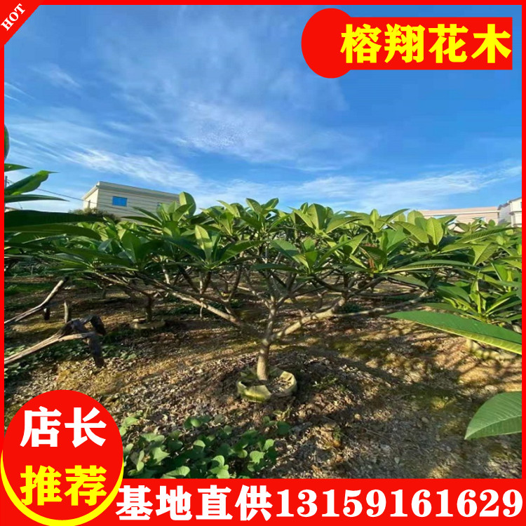 鸡蛋花树苗基地批发8-15公分地苗 450起铁红色花 鸡蛋花树苗批发