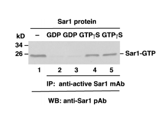 Sar1 Activation Assay Kit Sar1 kit活性检测试剂盒