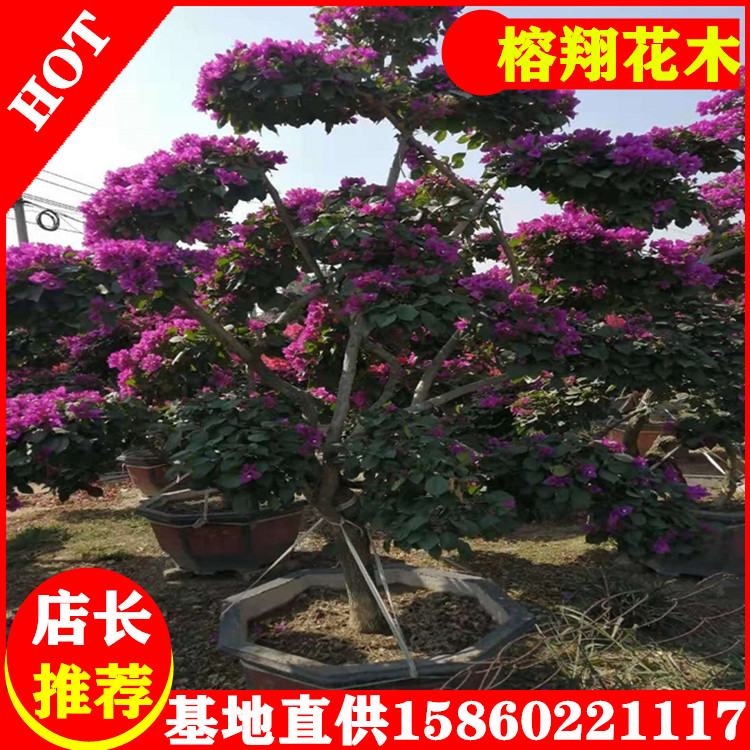 造型紫色三角梅盆苗400起漳州三角梅基地批发图片