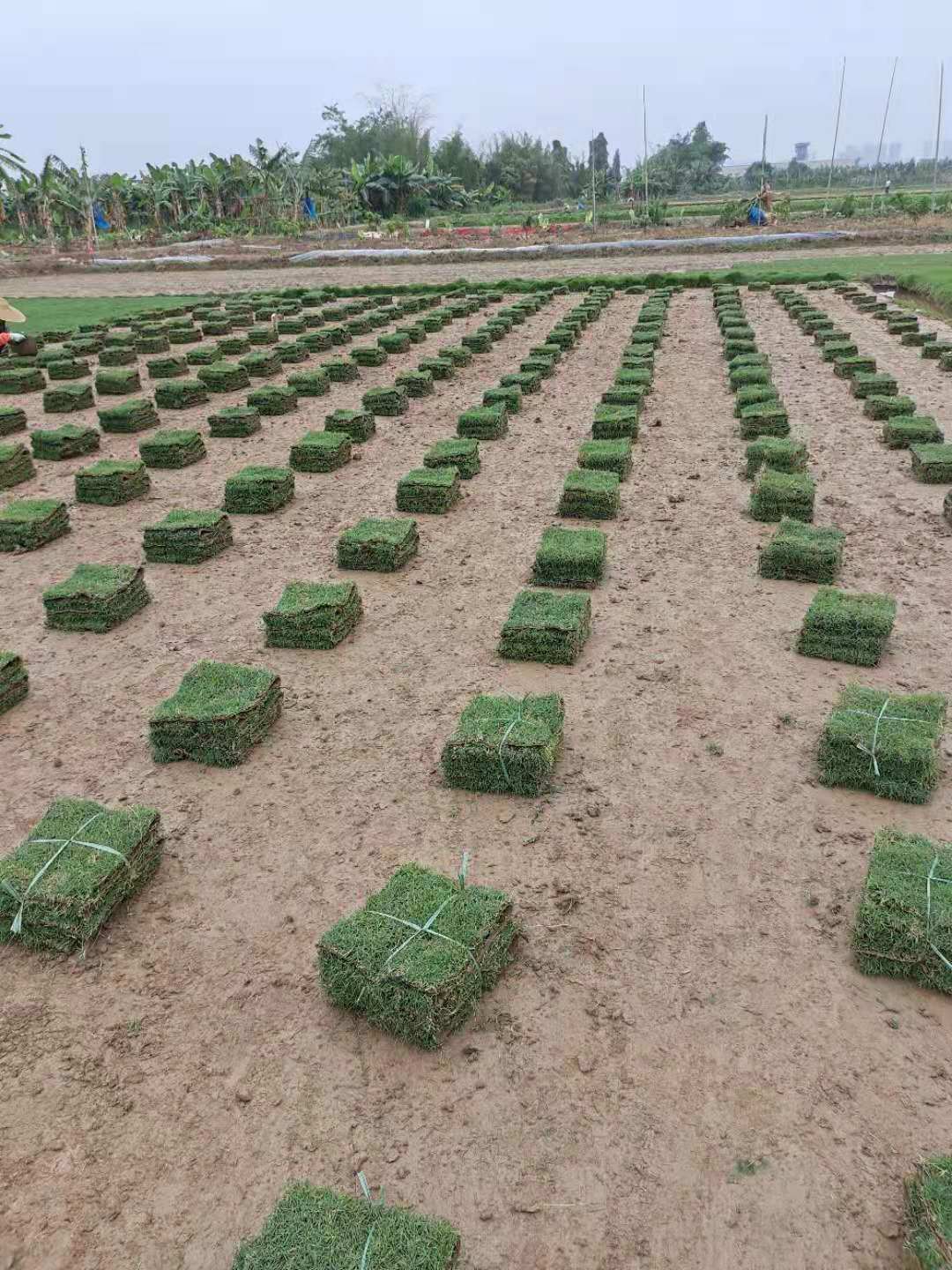 广东马尼拉草卷供应商   马尼拉草卷种植基地