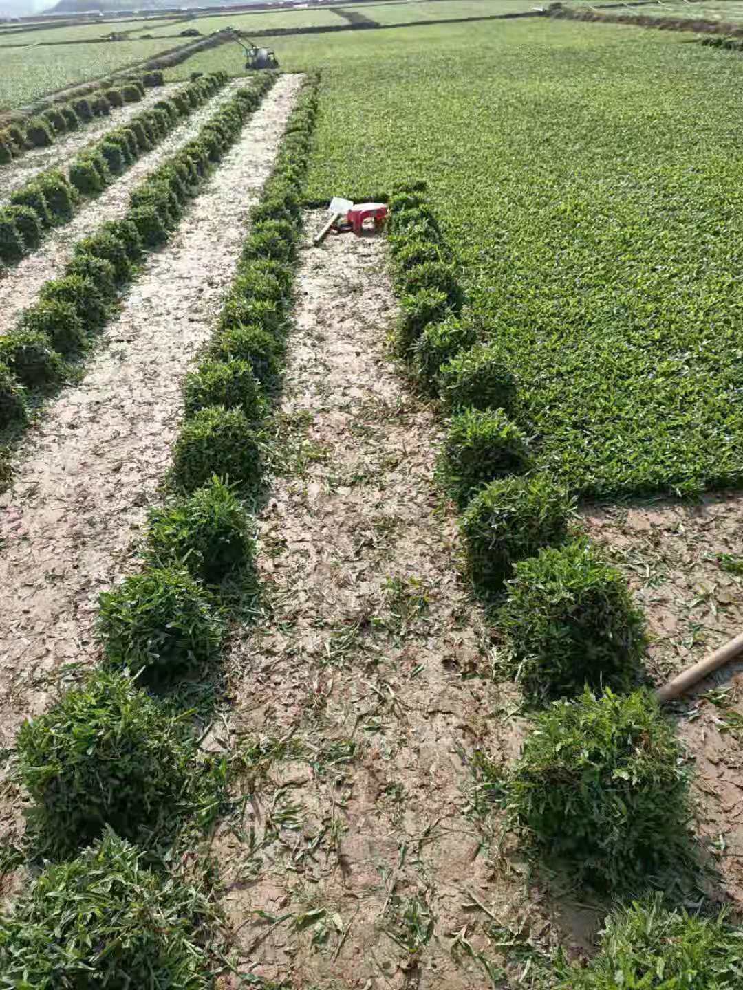 大叶油草皮供应商  大叶油草皮基地