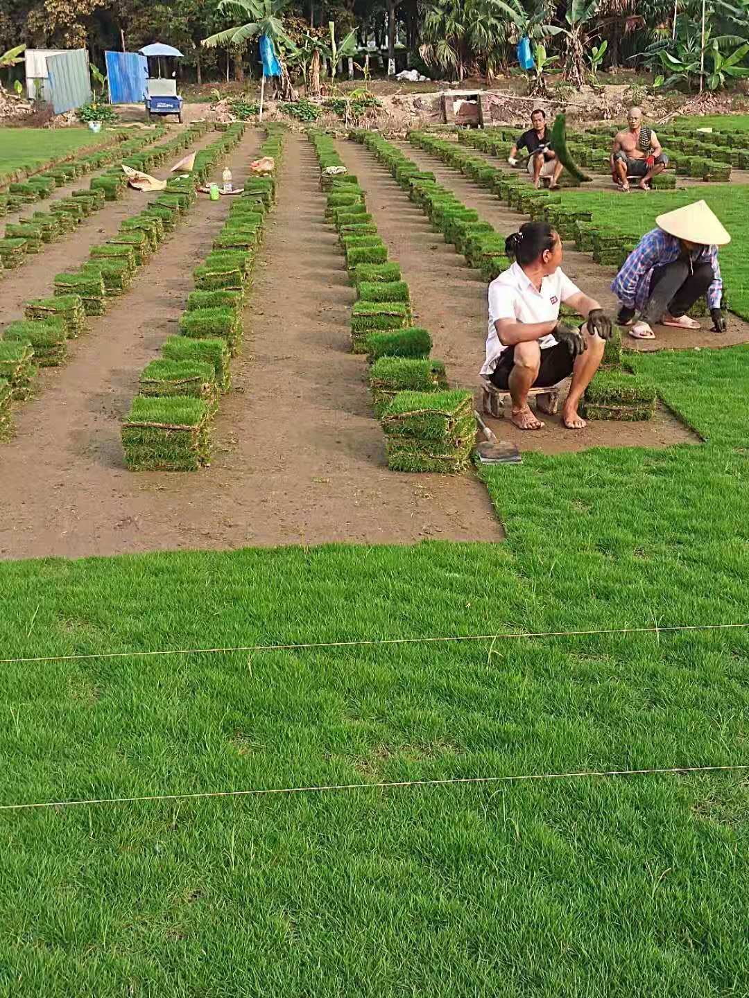 马尼拉草卷批发 马尼拉草皮绿化工地