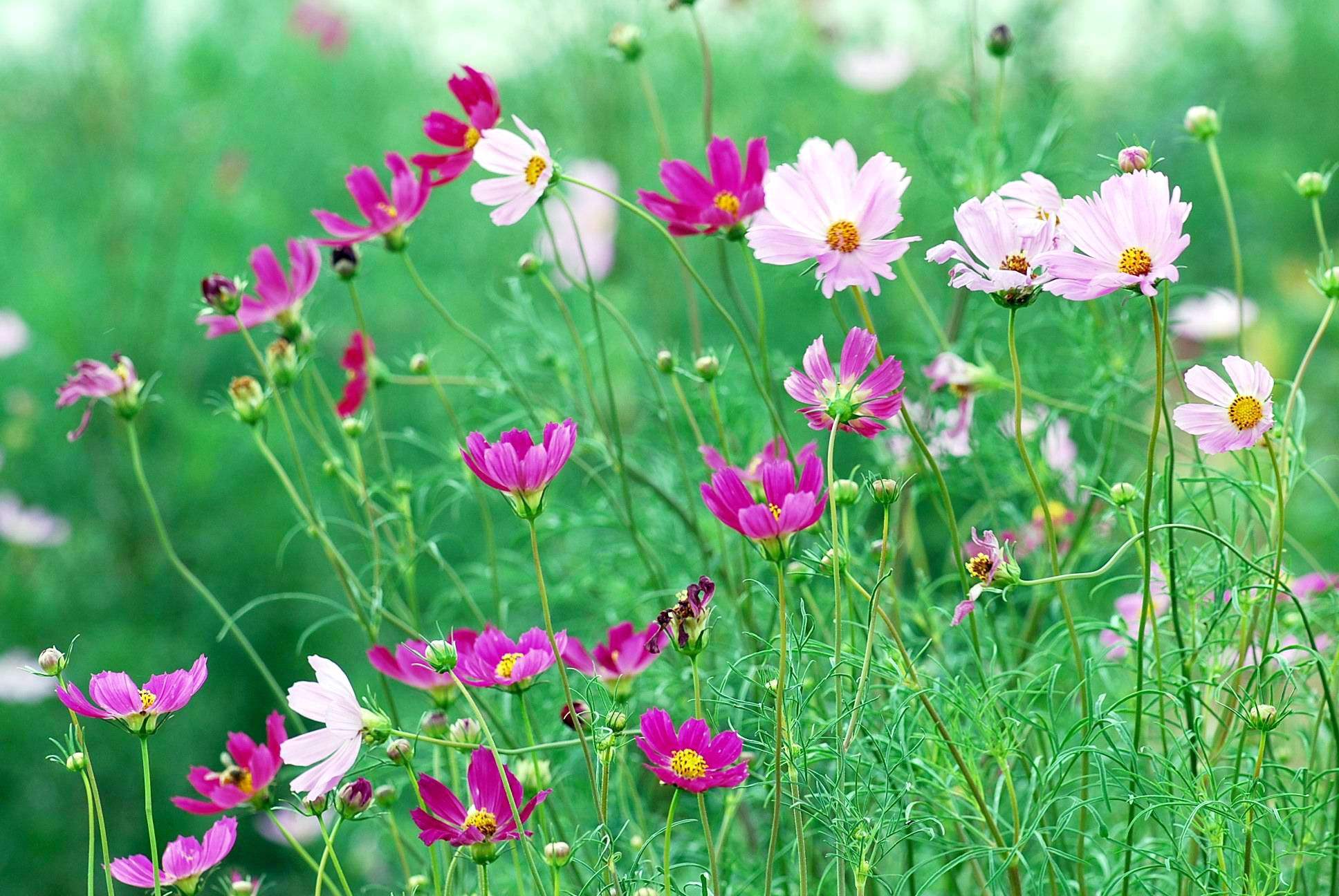 波斯菊 波斯菊花海种子图片